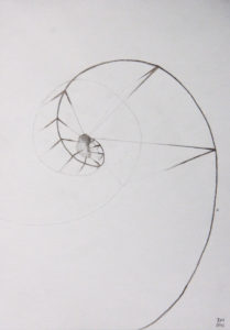 Drawing: Embryo Spiral