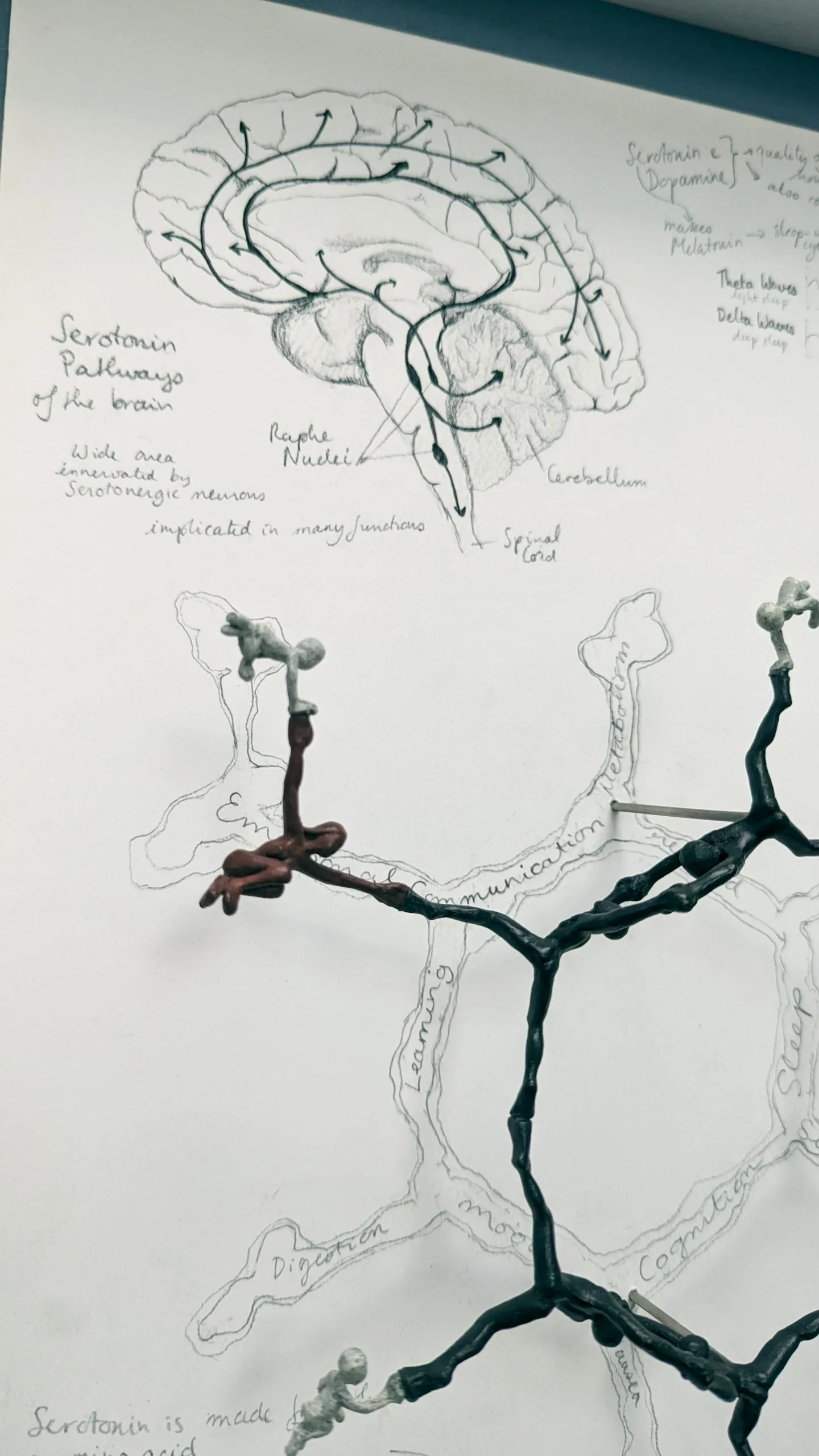 Serotonin - Image 4